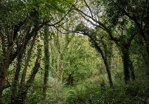 Coedwig Llantrisant i Nant y Moel