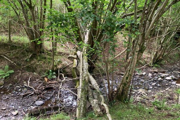 Tref-y-clawdd, Powys: Leaky Damb