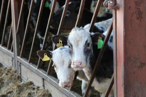 Cows in barn