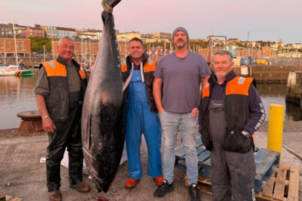 bluefin tiwna