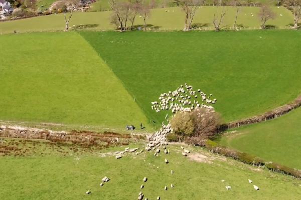 Pendre, sheep farm
